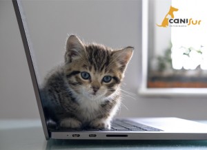 CLÍNICA VETERINARIA CANISUR VETERINARIO MOTRIL