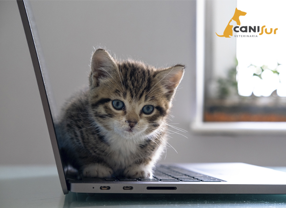 CLÍNICA VETERINARIA CANISUR VETERINARIO MOTRIL
