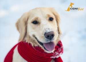 Cuidados para proteger a tu perro del frio
