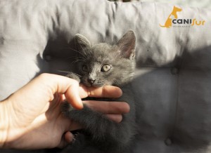 errores educacion gato