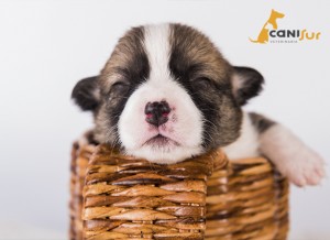 cuidados perro recien nacido