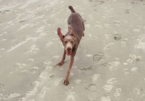 perro playa 2